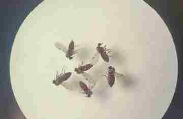  Subnotificados, casos de Oropouche atingem 2% da população brasileira 